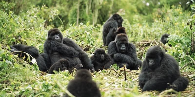 Gorilla trekking Rwanda cost:Permit fees & booking tips